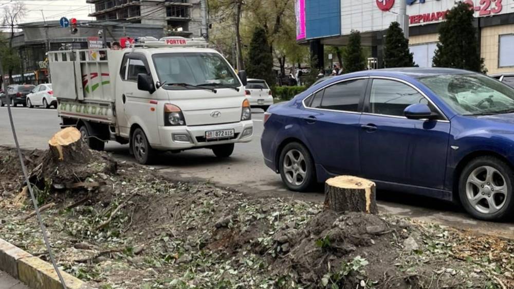 На Байтик Баатыра вырубили деревья, - очевидец