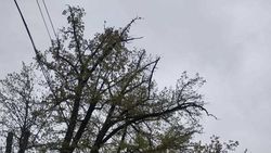 На Мичурина опасно свисают ветки. Фото горожанина