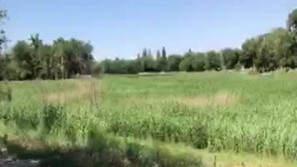 Озера Сорока превратились в болото. Видео