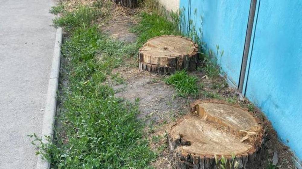 В городе идёт тотальная вырубка здоровых деревьев? Фото горожанина