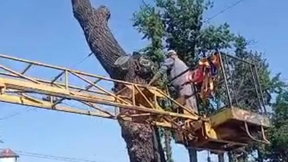 Все снесенные на Советской деревья сухостойные, - мэрия