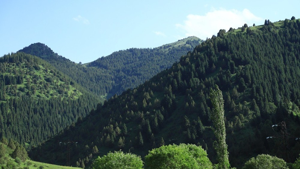 Иллюстрациялык сүрөт