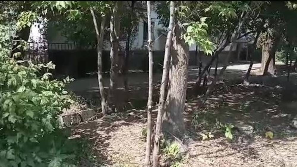 Горожанин сообщает о сухом дереве в 9 мкр. Видео