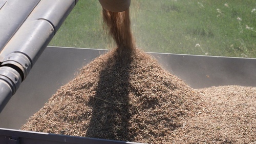 семеноводческое хозяйство