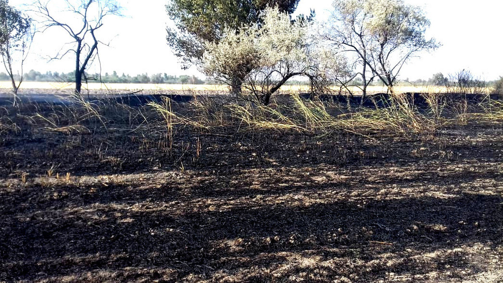 Иллюстрациялык сүрөт