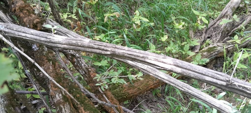 Заповедник Дашман