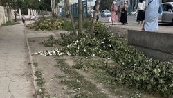 Зачем на Фучика вырубили молодые деревья. Фото горожанина