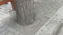 На остановке у Республиканской больницы замурованы деревья