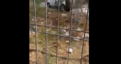 Мусор вокруг здания на Жибек Жолу—Коенкозова. Видео