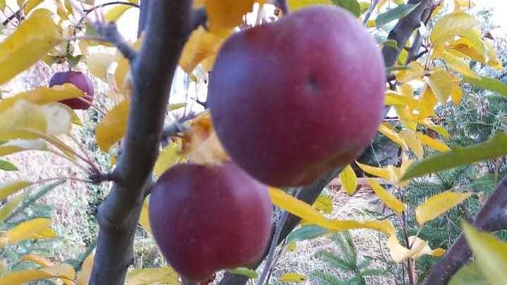 Иллюстрациялык сүрөт