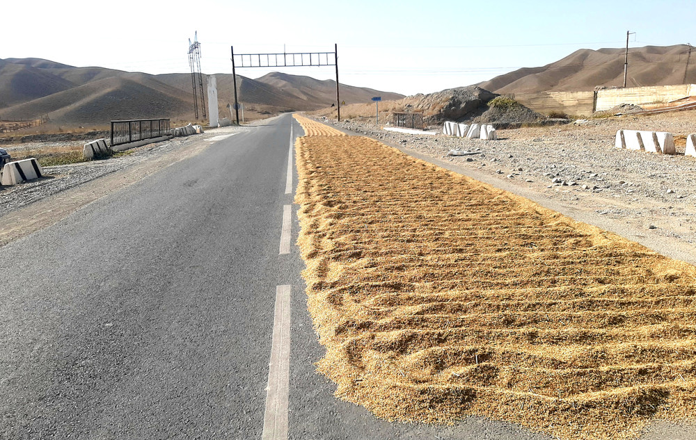 Сушка риса в Кадамжайском районе