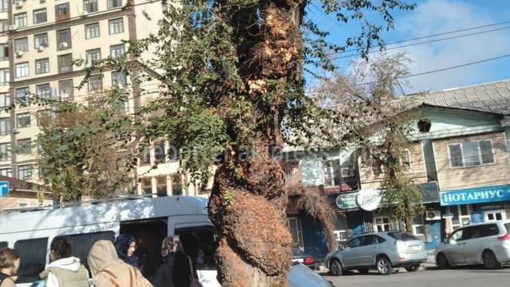Горожанка предлагает спилить дерево-чудовище на остановке на Советской. Ответ мэрии