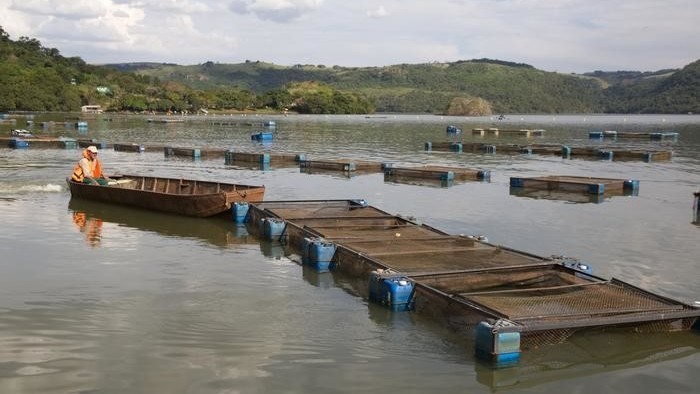 Одно из селекционных предприятий в штате Сан-Паулу, Бразилия.