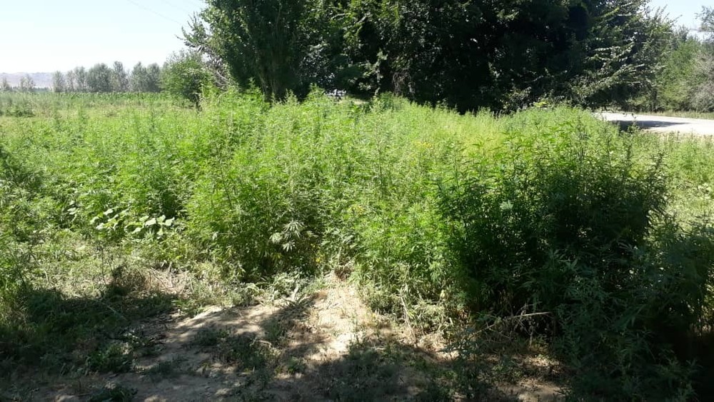 Иллюстратвиное фото