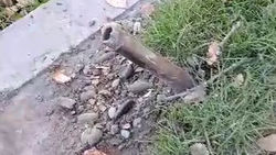 На остановках торчат железные трубы. Видео