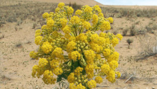 Ферула өсүмдүгү