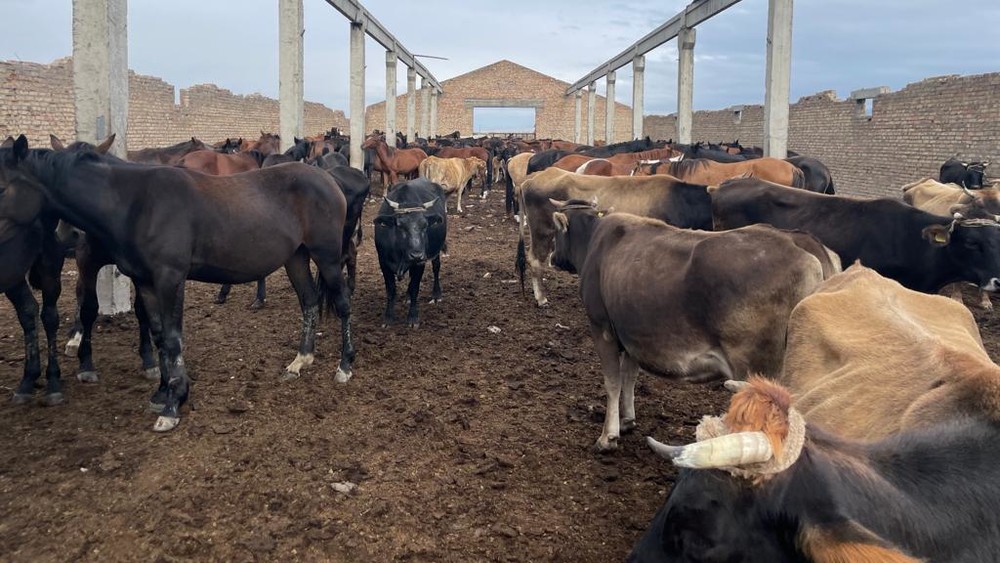 Иллюстрациялык сүрөт