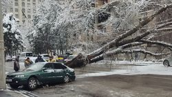 Дерево упало на машину и перекрыло дорогу. Фото