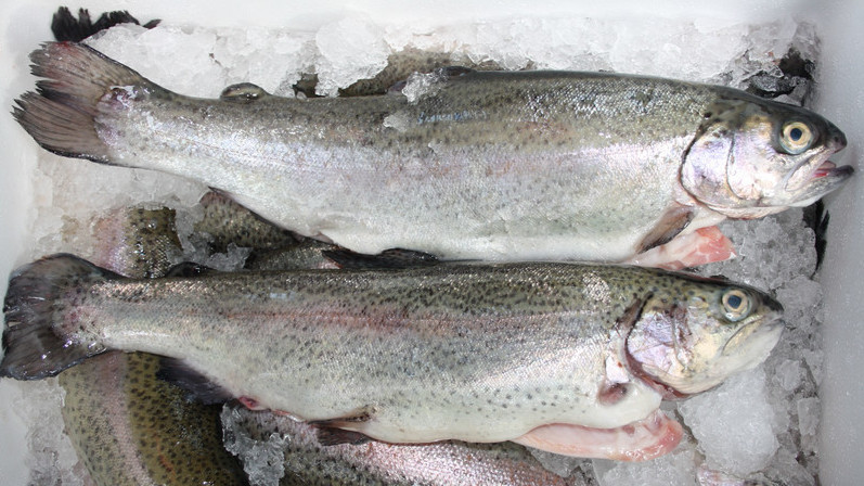 Иллюстрациялык сүрөт