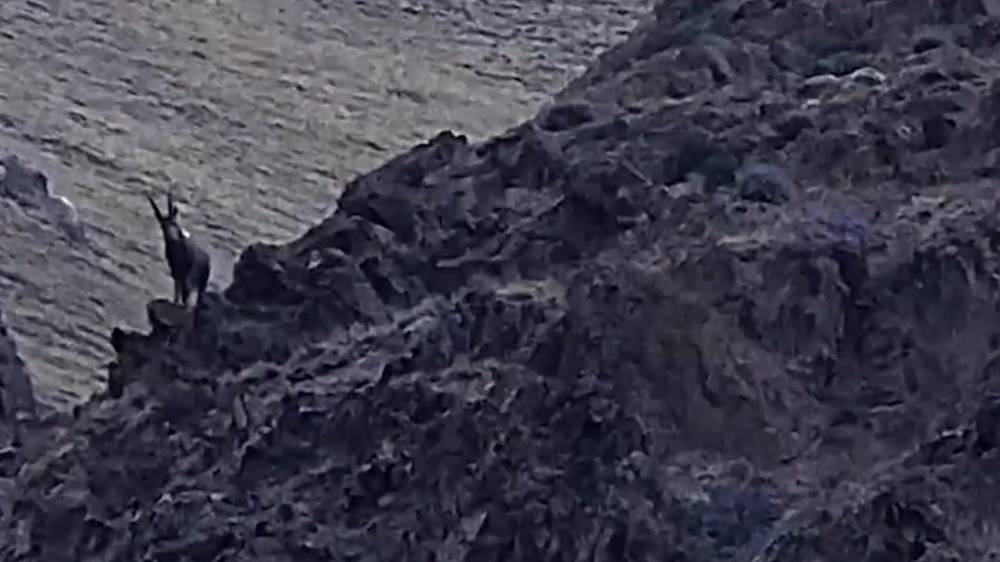 Охота снежного барса в горах Энильчека. Видео