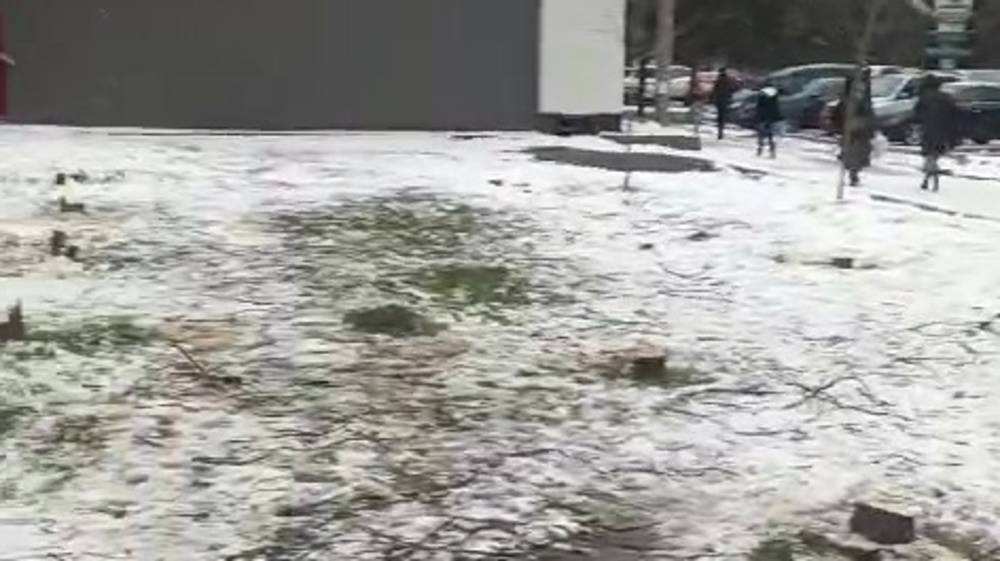 В 5 мкр вырубили деревья. Законно ли? Видео горожанина