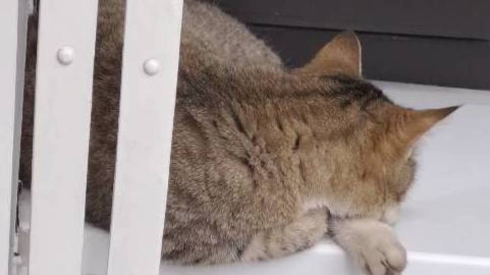Можно ли держать кошку в аптеке? - горожанин