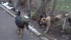 Стая собак возле кинотеатра «Манас». Видео