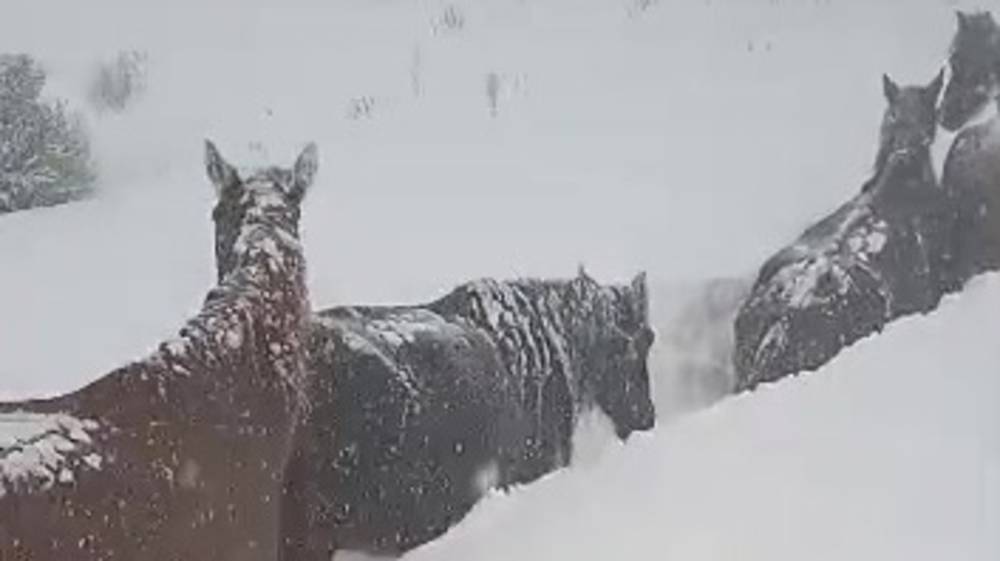 Лошади «утопают» в снегу. В Нарыне выпало много снега. Фото
