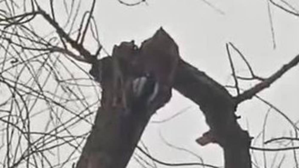 Что это за птица? Видео горожанки