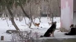 Стая собак на территории школы в Аламедине-1. Видео