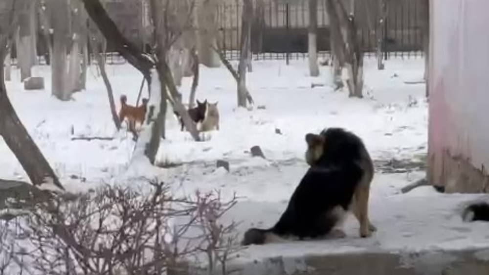 Стая собак на территории школы в Аламедине-1. Видео