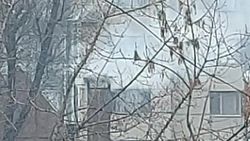 Горожане продолжают жаловаться на дым из трубы «Шашлычной №1». Видео