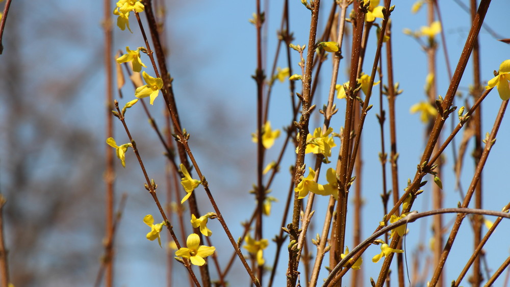 Иллюстрациялык сүрөт