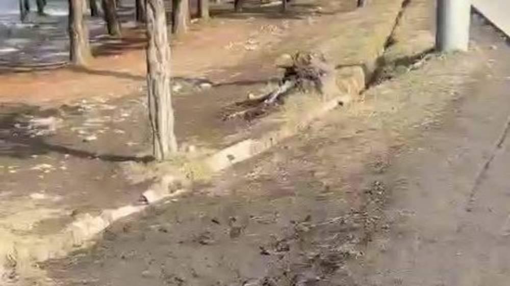 Почему на ул.Токомбаева нет тротуара? Видео горожанина