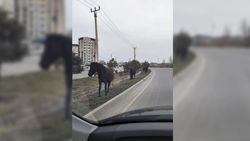 В 12 мкр снова пасутся лошади. Фото