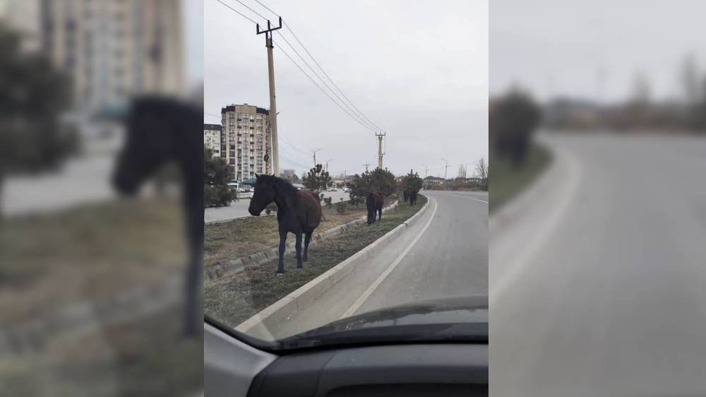 В 12 мкр снова пасутся лошади. Фото