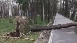 В Парке Победы ветер с корнями повалил несколько деревьев. Видео горожанина