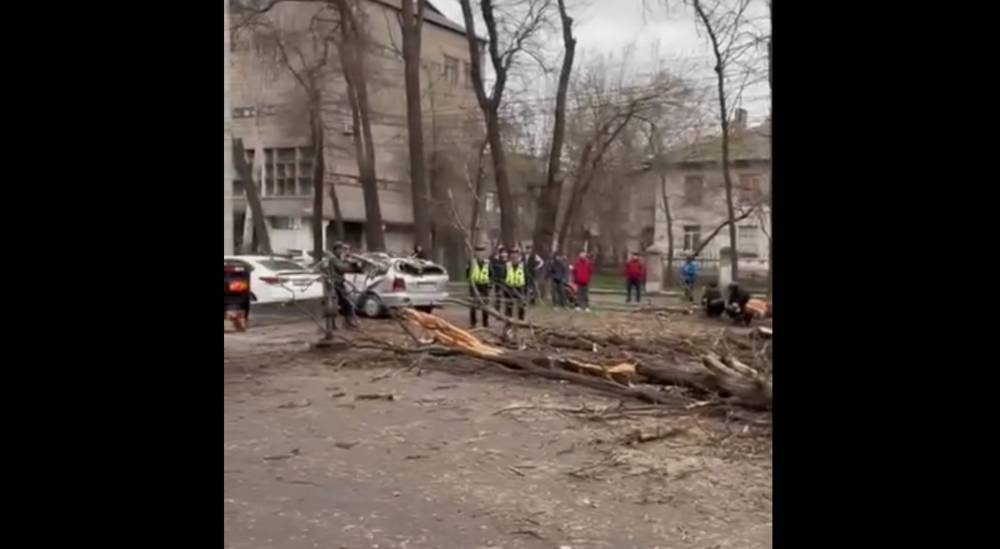 На Фучика дерево упало на машину