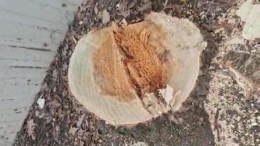 Во дворе дома на ул.Токтоналиева срубили дерево. Видео горожанина