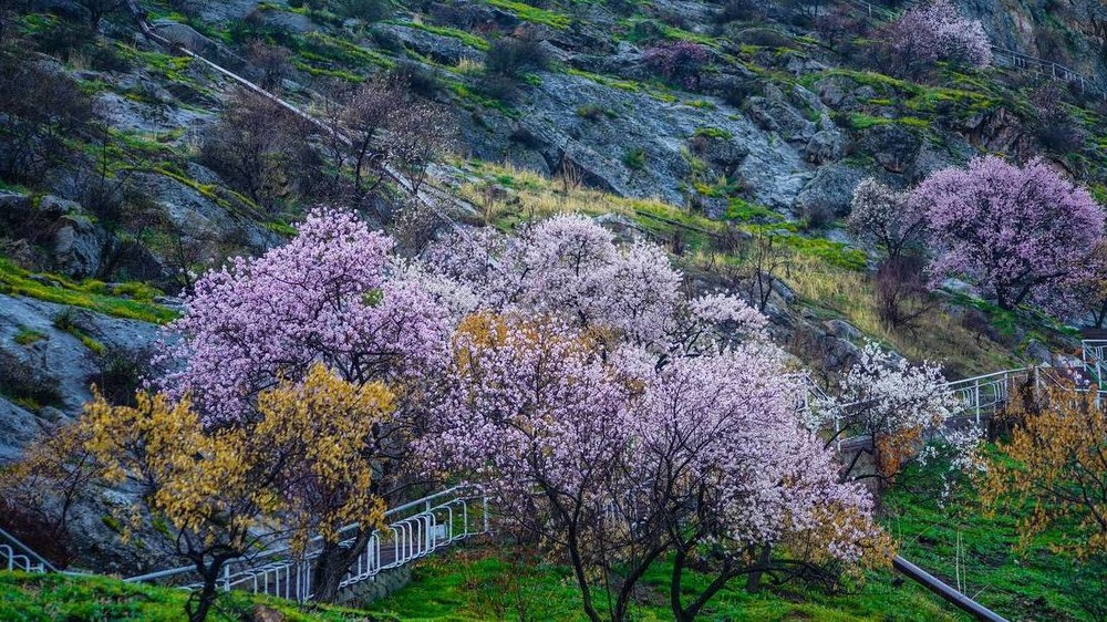 фото Белека Мусаева