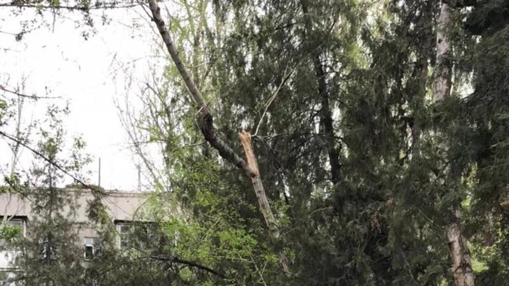 Возле Ленинской налоговой сломанная ветка березы висит над тротуаром. Видео