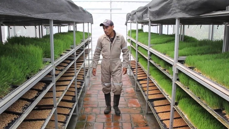 Agriculture Ministry offers farmers to use of hydroponic fodder ...
