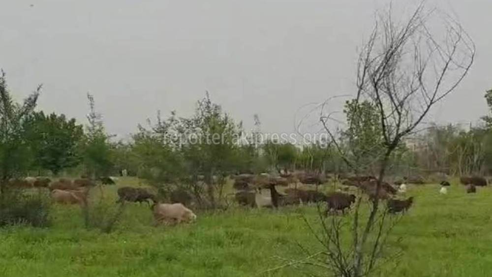 Фермера оштрафовали на 5500 сомов за то, что его бараны паслись напротив нового Белого дома