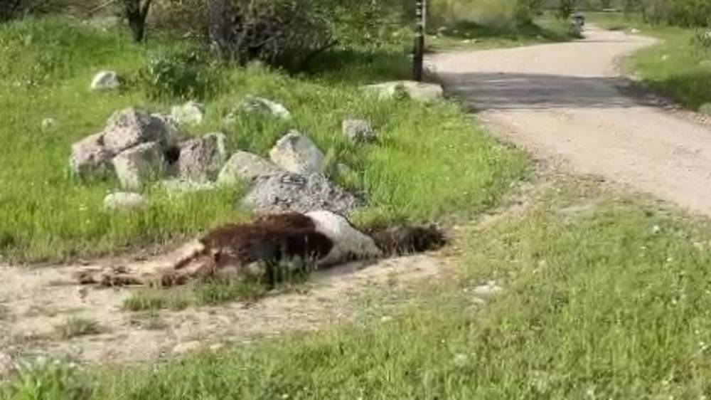 Неизвестные выбросили тушу лошади у въезда в село Заречное. Видео