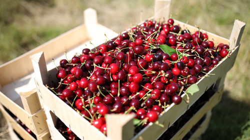 Ягодный Форум