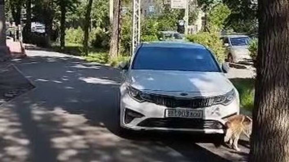 Напротив Академии наук водители продолжают парковаться на тротуаре. Видео