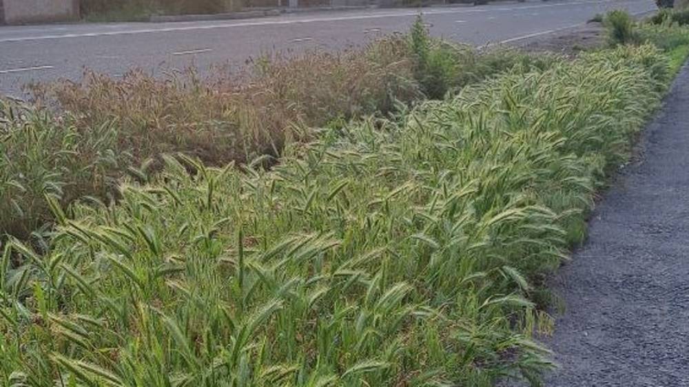 Горожанка просит скосить траву вдоль дороги по ул.Баялинова. Фото