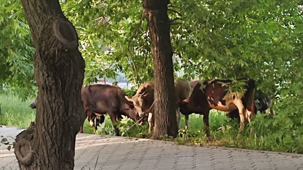 «Нормально для столицы». В сквере на Валиханова пасутся коровы. Фото горожанина
