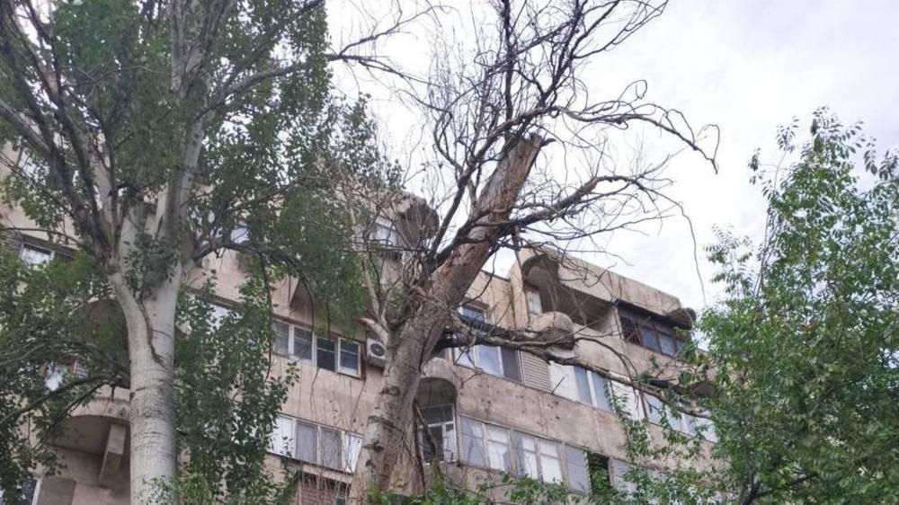 Горожанина просит спилить сухие ветки тополя по Тыныстанова. Ответ мэрии
