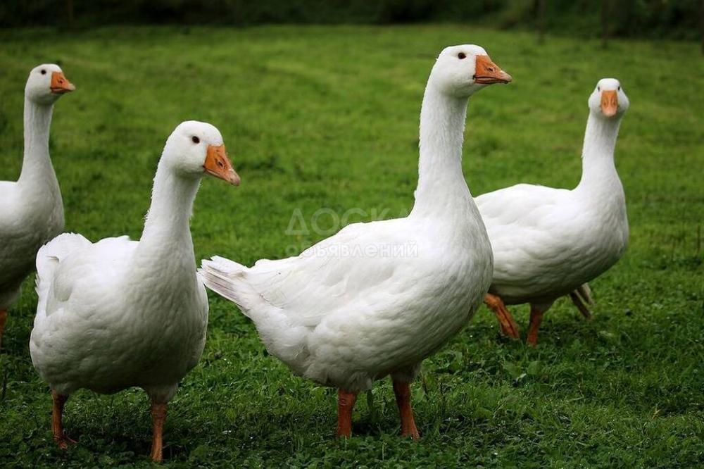 Гусиный жир Бишкек